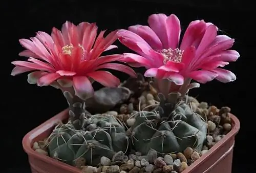 Карликовый подбородок Кактус (Gymnocalycium baldianum)
