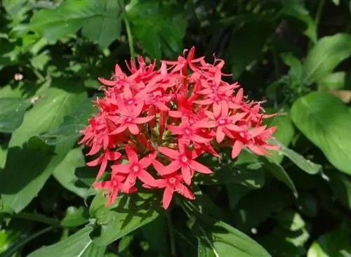 Pentas lanceolata в цветке красного цвета