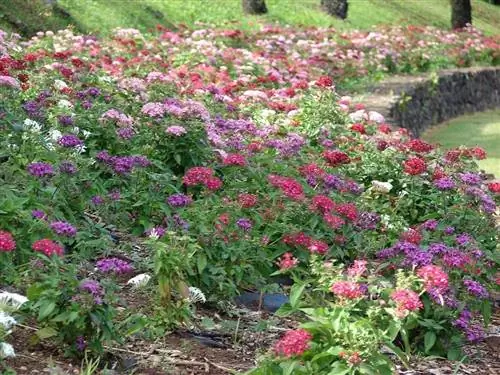 Pentas lanceolata можно выращивать в саду