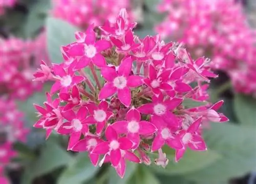 Цветки Pentas lanceolata очень декоративны.