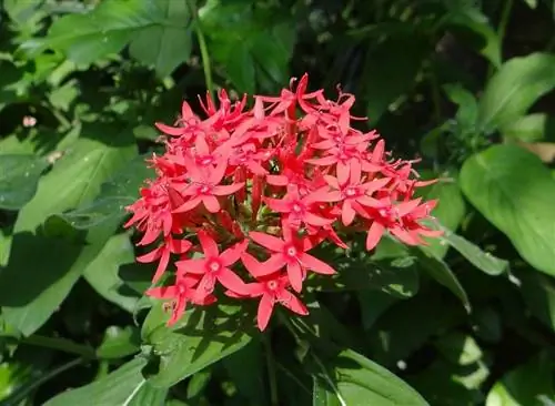 Пентас (Pentas lanceolata)