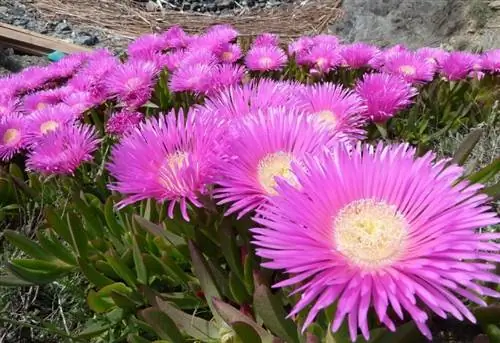 Образец в цветке Carpobrotus edulis Образец в цветке Carpobrotus edulis
