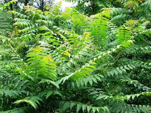 Образцы Ailanthus altissima Образцы Ailanthus altissima