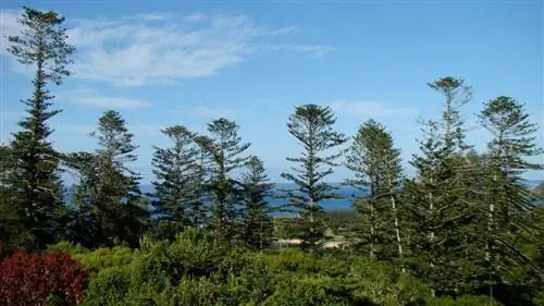 Вид на араукарию гетерофиллу в среде обитания