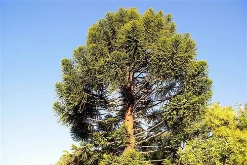 Сосна норфолкская (Araucaria heterophylla)