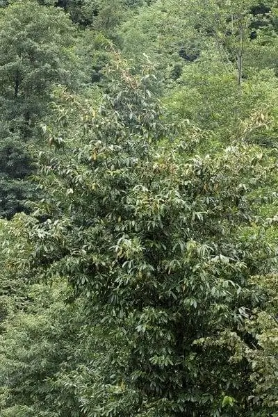 Лавр королевский - кустарник или небольшое деревце до 6 метров высотой.