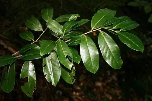 Листья Prunus laurocerasus многолетние.