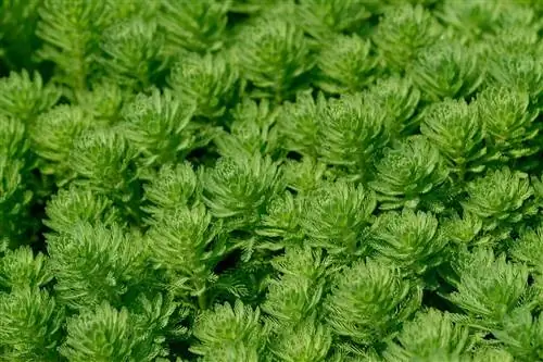 Лисохвост водяной (Myriophyllum aquaticum)