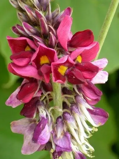 пуэрария крупная