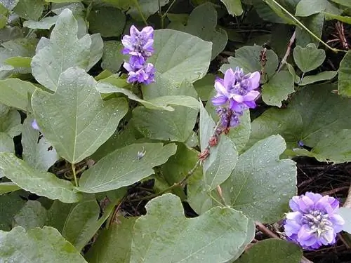 Пуэрария крупная (Pueraria montana var. lobata)