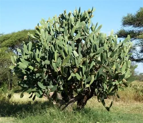 Opuntia ficus-indica, опунция, может достигать двух метров в высоту.