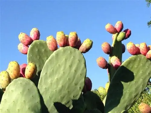 Колючая груша (Opuntia ficus indica)
