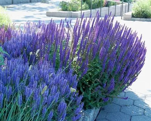 Лесной шалфей (Salvia nemorosa)