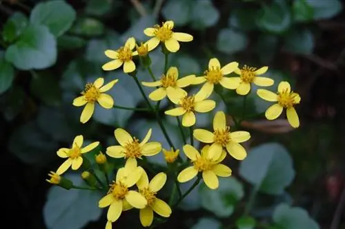 Цветки Senecio angulatus желтые.