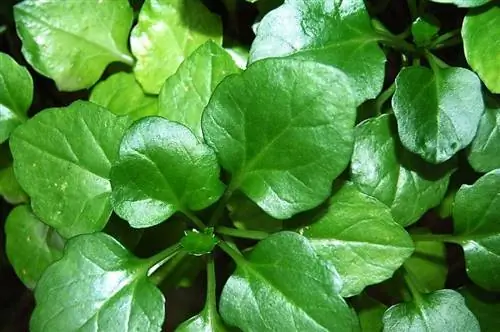 Листья Senecio angulatus мясистые.