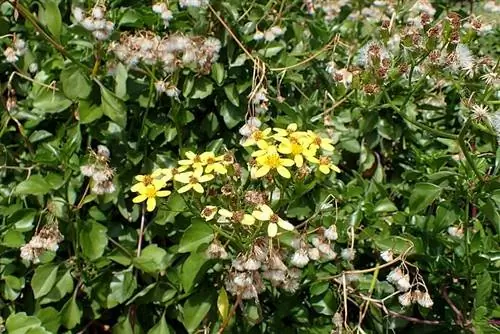 Растение Senecio angulatus в среде обитания