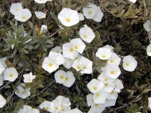 Цветки Convolvulus cneorum белые. Цветки Convolvulus cneorum белые.