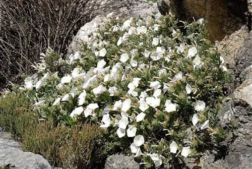 Convolvulus cneorum - растение с белыми цветками. Convolvulus cneorum - растение с белыми цветками.