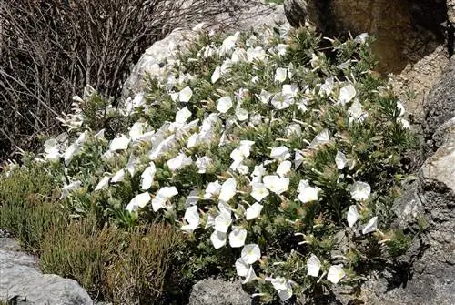 Серебристый колокольчик (Convolvulus cneorum)