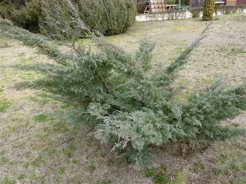 Вид на можжевельник китайский