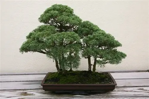 Juniperus chinensis можно выращивать как бонсай.