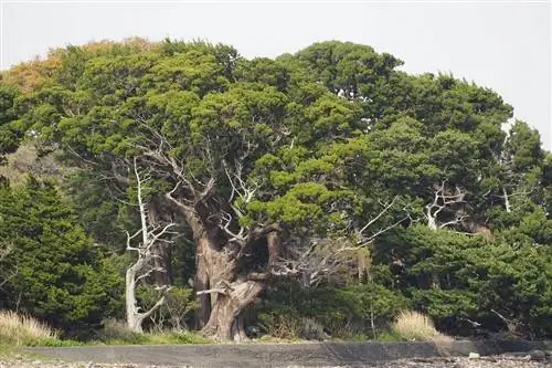Можжевельник китайский (Juniperus chinensis)