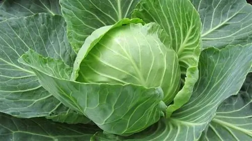 Капуста (Brassica oleracea var. Capitata ssp. Alba)