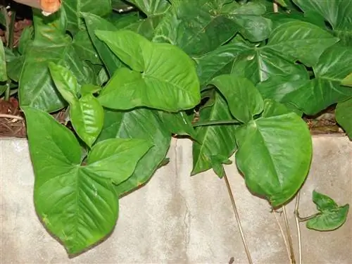 Вид на листья Syngonium podophyllum