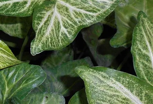 Syngonium podophyllum - очень декоративное растение.