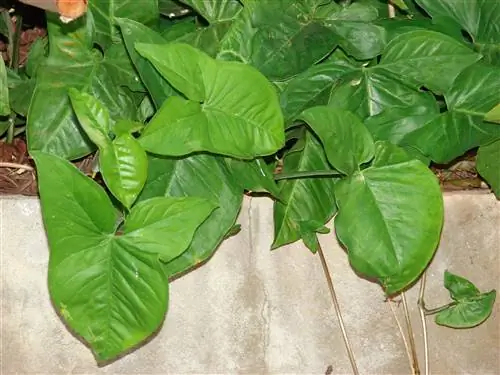 Сингониум (Syngonium podophyllum)
