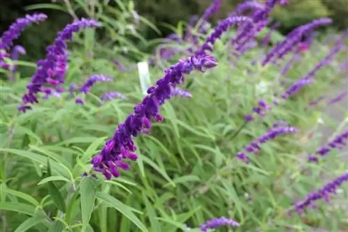 Вид на цветок Salvia leucantha
