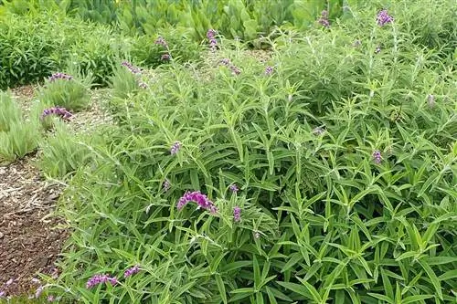 Вид на Salvia leucantha