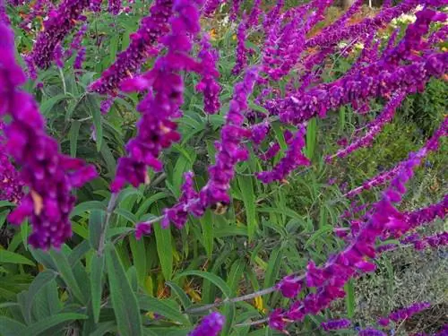 Цветки Salvia leucantha очень декоративны.
