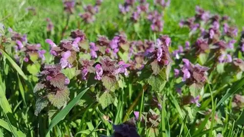 Вид на цветки Lamium purpureum
