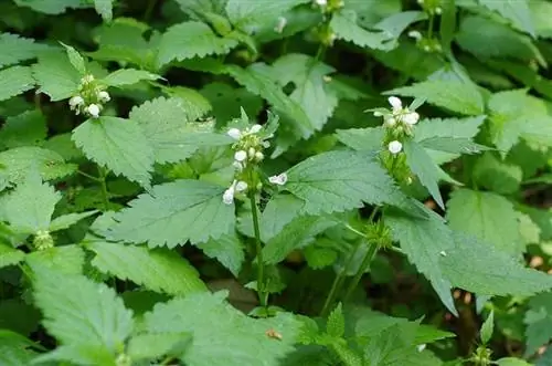 Вид на листья Lamium flexuosum