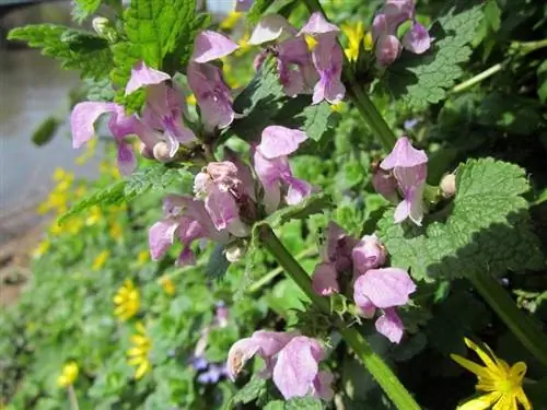 Вид на Lamium maculatum