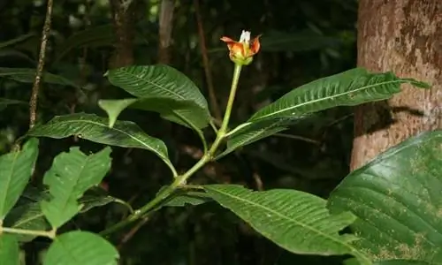 красный цветок под названием Psychotria Elata
