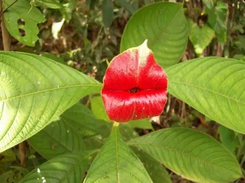 Цветок поцелуя (Psychotria elata)