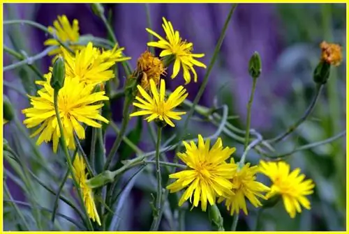 Скорцонера (Scorzonera hispanica)