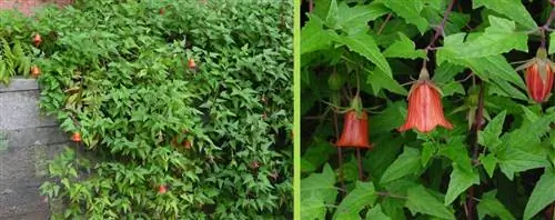 Canarina canariensis - очень декоративная лиана.