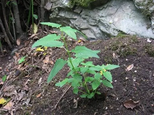 Canarina canariensis - быстрорастущая лиана.