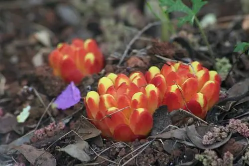 Жимолость (Cytinus hypocistis)