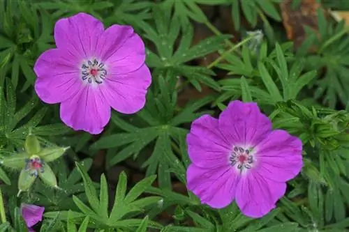 два розовых цветка под названием Geranium Sanguineum