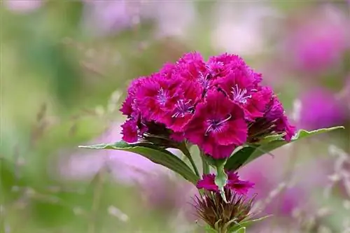 Вид Dianthus barbatus в цвету