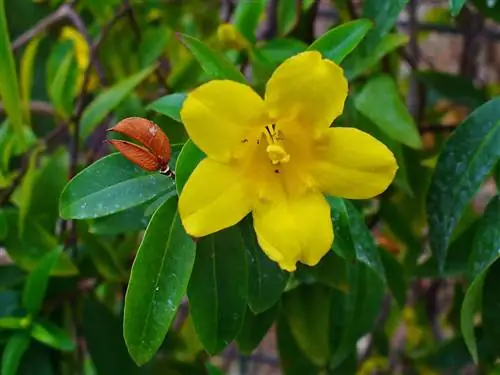 Каролинский жасмин (Gelsemium sempervirens)