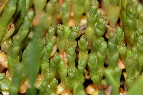 Вид на растение Salicornia ramosissima Вид на растение Salicornia ramosissima