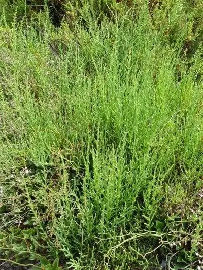 Растение Salicornia ramosissima в среде обитания Растение Salicornia ramosissima в среде обитания