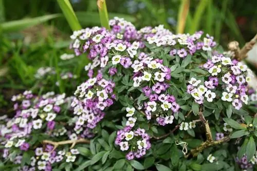 Ольха (Alyssum)