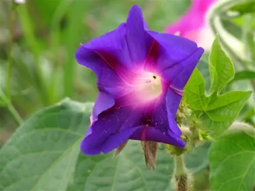 Ипомея (Ipomea violacea)