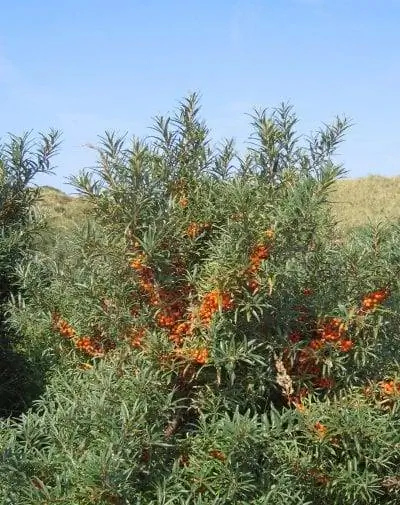 Вид на Hippophae rhamnoides Вид на Hippophae rhamnoides